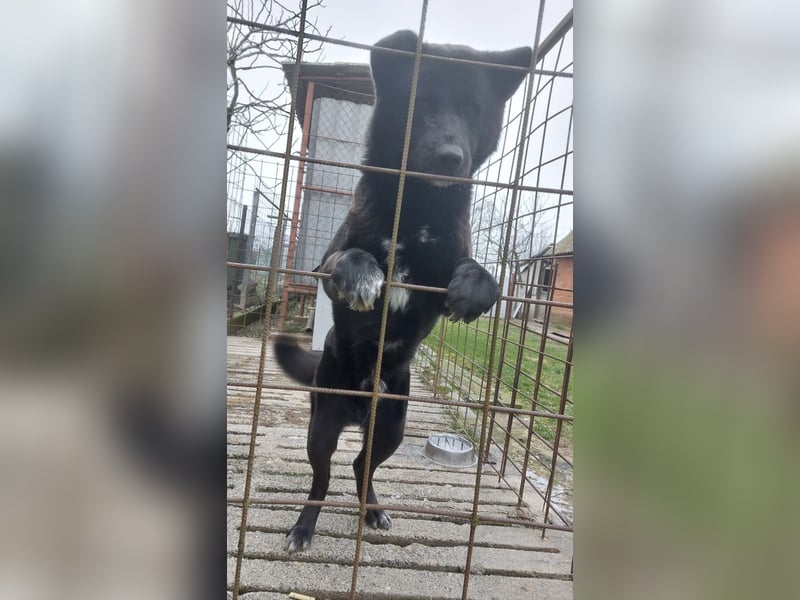 Hugo sucht aktive Menschen