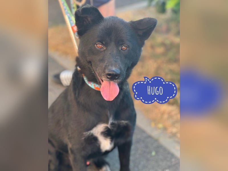 Hugo sucht aktive Menschen