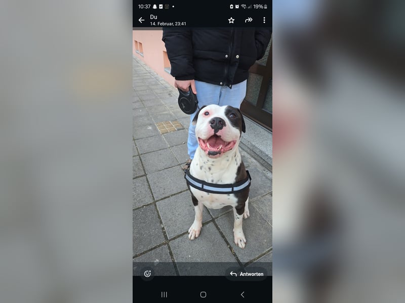 American bulldog Rüden abzugeben
