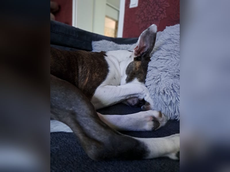 Auf der Suche nach einem zu Hause für immer