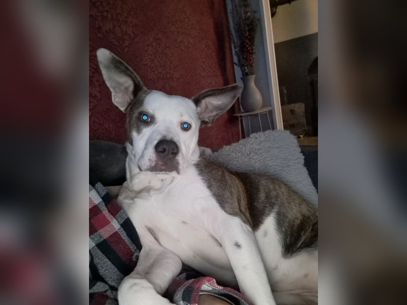 Auf der Suche nach einem zu Hause für immer