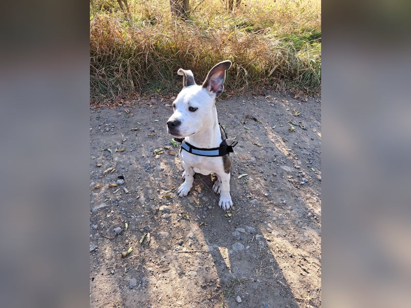 Auf der Suche nach einem zu Hause für immer