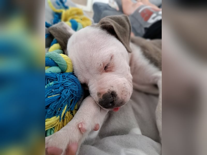 Auf der Suche nach einem zu Hause für immer