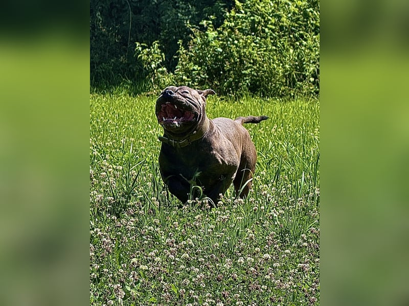 DECKRÜDE American Bully × Old English Bulldog – kräftig, gesund & bereit