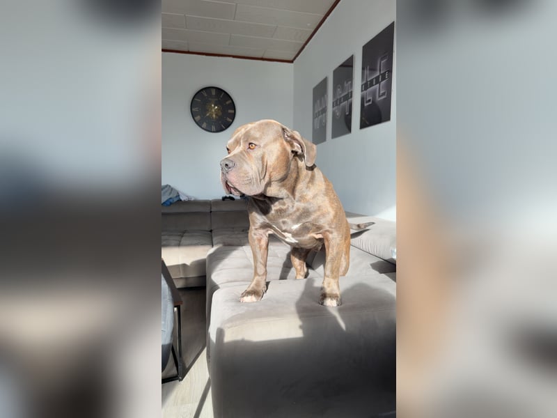 DECKRÜDE American Bully × Old English Bulldog – kräftig, gesund & bereit