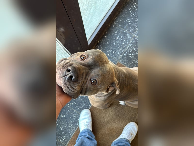DECKRÜDE American Bully × Old English Bulldog – kräftig, gesund & bereit