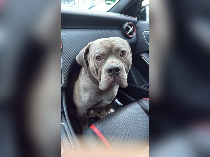 DECKRÜDE American Bully × Old English Bulldog – kräftig, gesund & bereit
