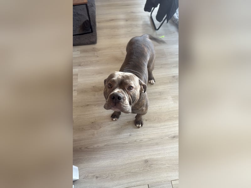 DECKRÜDE American Bully × Old English Bulldog – kräftig, gesund & bereit