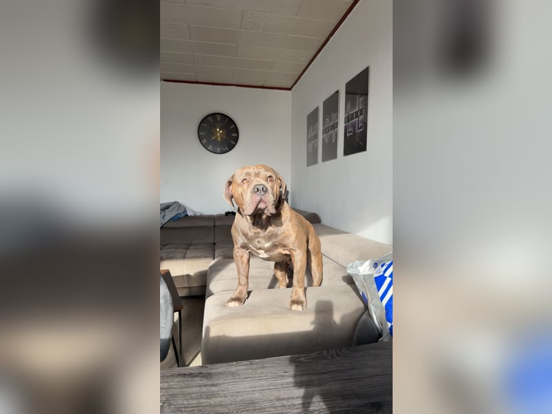 DECKRÜDE American Bully × Old English Bulldog – kräftig, gesund & bereit