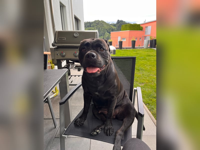 liebevolle Blacky sucht neues Zuhause!