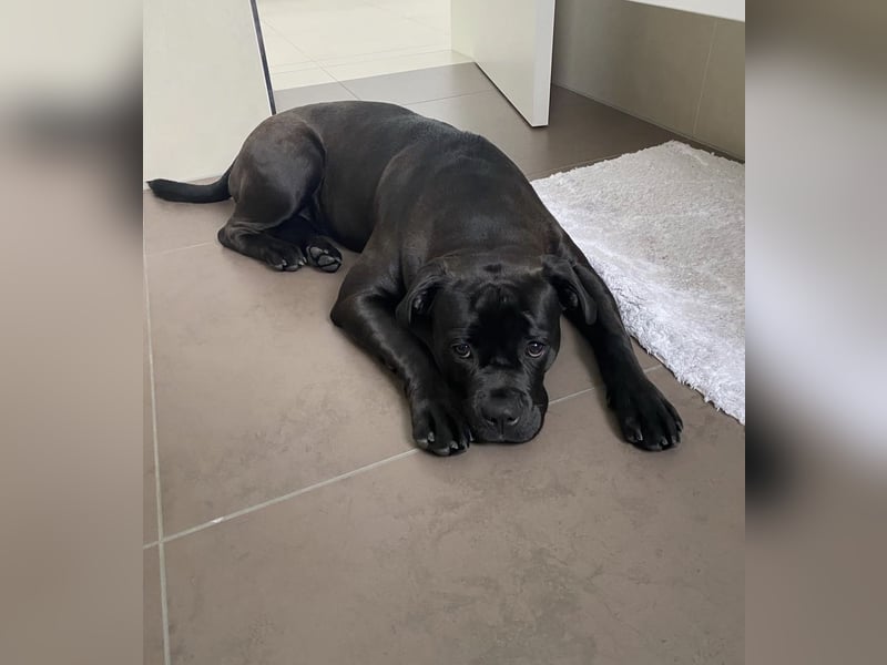 liebevolle Blacky sucht neues Zuhause!