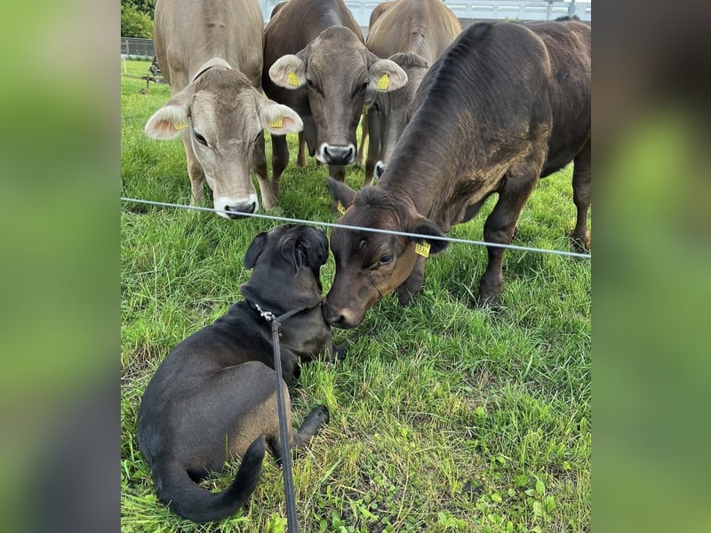 liebevolle Blacky sucht neues Zuhause!