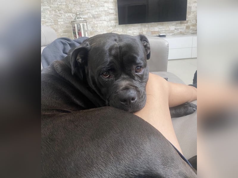 liebevolle Blacky sucht neues Zuhause!