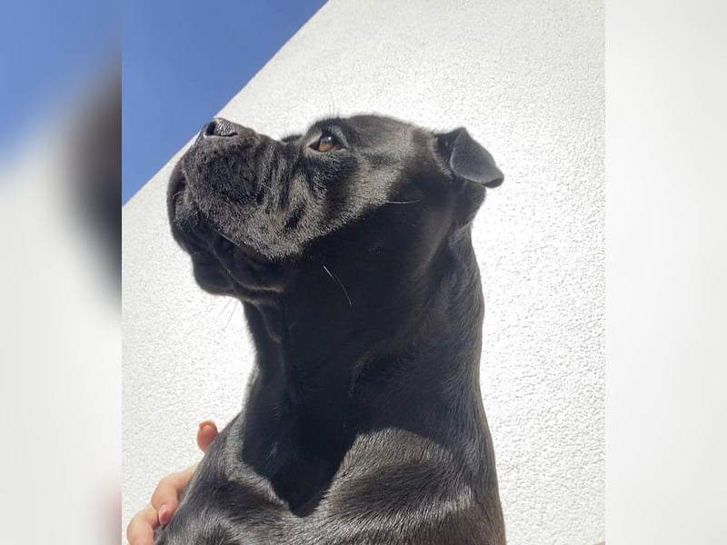 liebevolle Blacky sucht neues Zuhause!