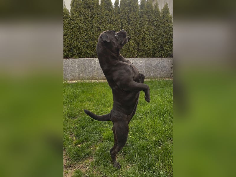 liebevolle Blacky sucht neues Zuhause!