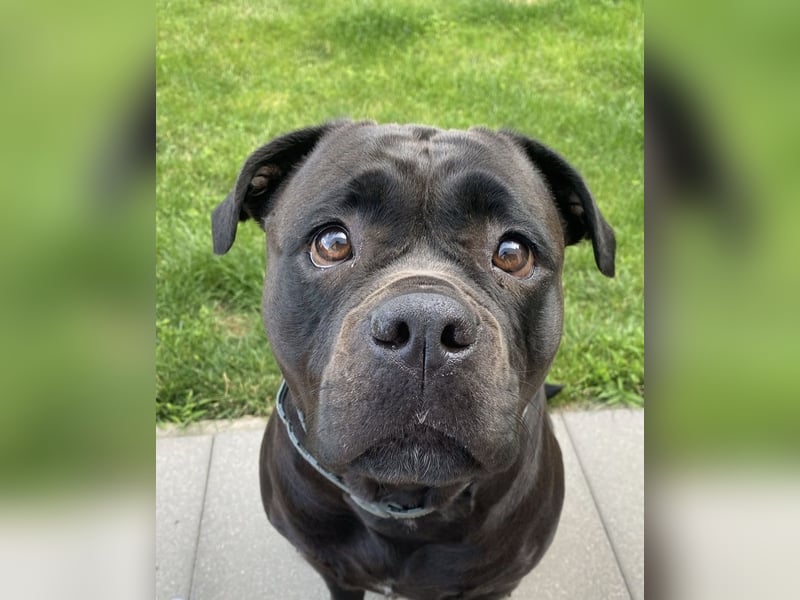 liebevolle Blacky sucht neues Zuhause!