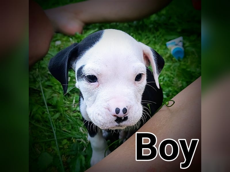 ++6 American Bulldog- Puppys++