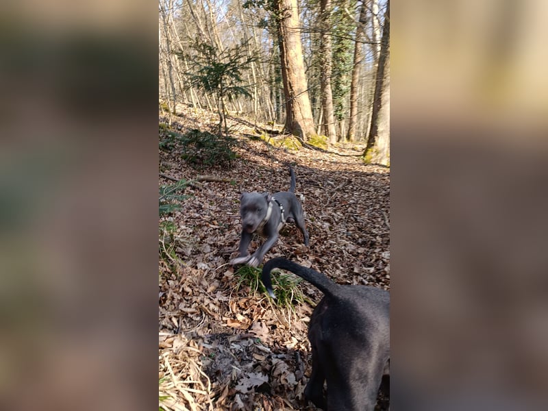 Amerikanische Bulldogwelpen zu verkaufen