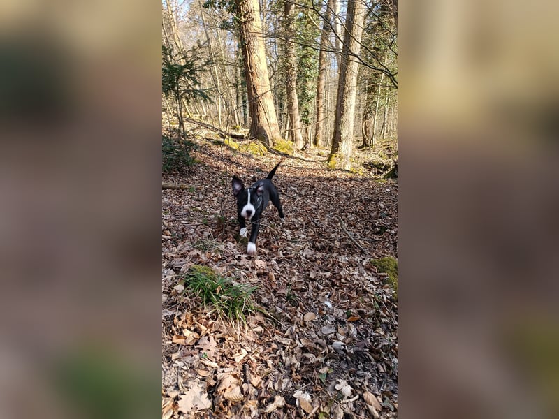 Amerikanische Bulldogwelpen zu verkaufen