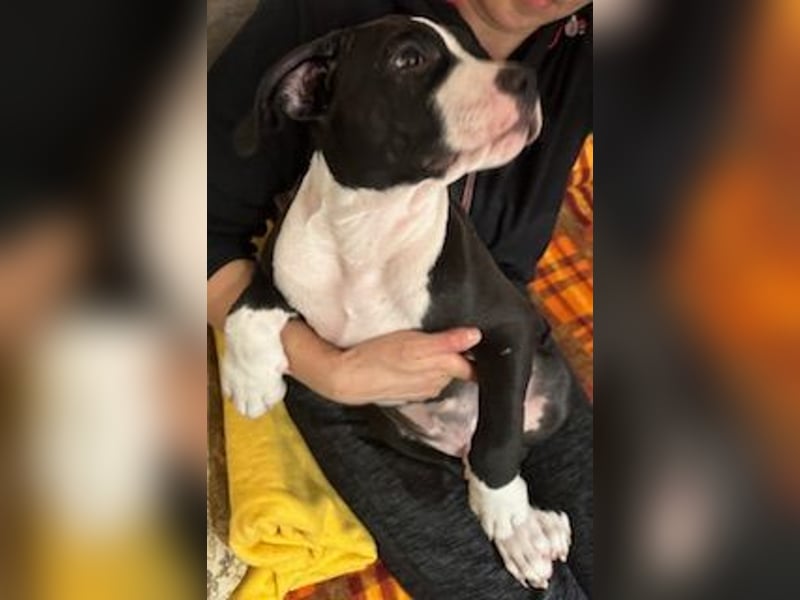 Amerikanische Bulldogwelpen zu verkaufen