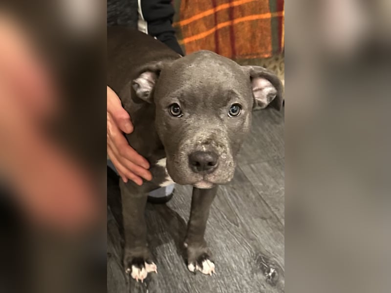 Amerikanische Bulldogwelpen zu verkaufen