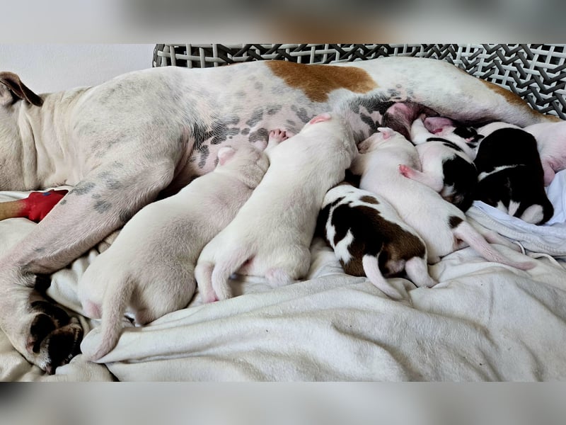 American Bulldog Welpen aus Hybrid/Standard Verpaarung ab Mitte Juni abzugeben, www.cocodin-bulls.de