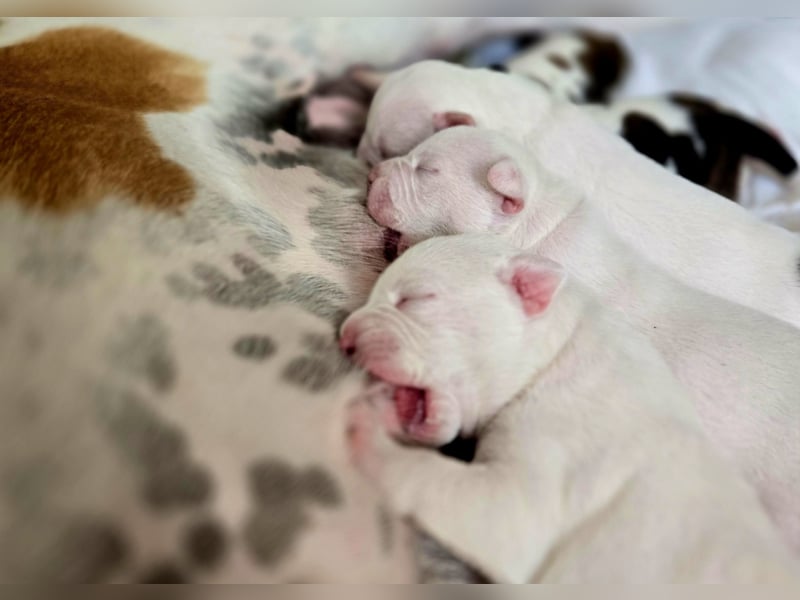 American Bulldog Welpen aus Hybrid/Standard Verpaarung ab Mitte Juni abzugeben, www.cocodin-bulls.de