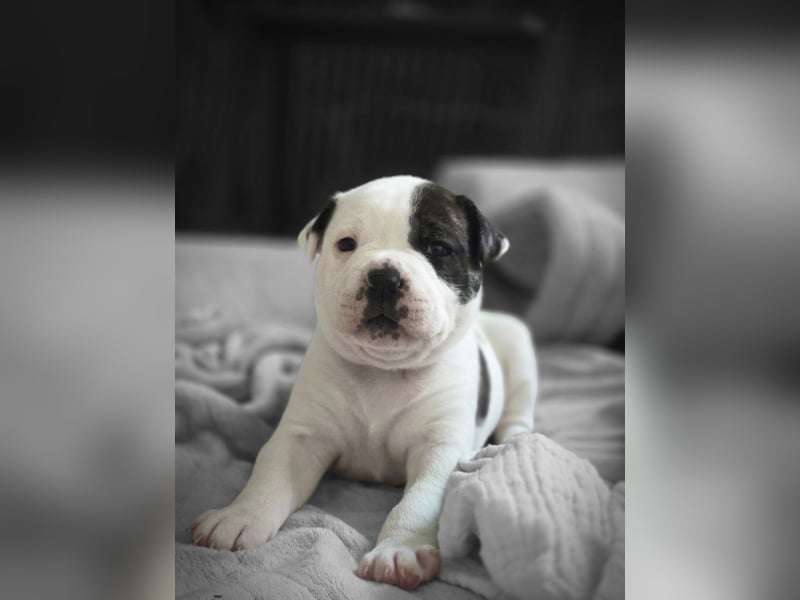 American Bulldog Welpen aus Hybrid/Standard Verpaarung ab Mitte Juni abzugeben, www.cocodin-bulls.de