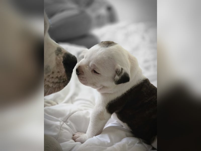 American Bulldog Welpen aus Hybrid/Standard Verpaarung ab Mitte Juni abzugeben, www.cocodin-bulls.de