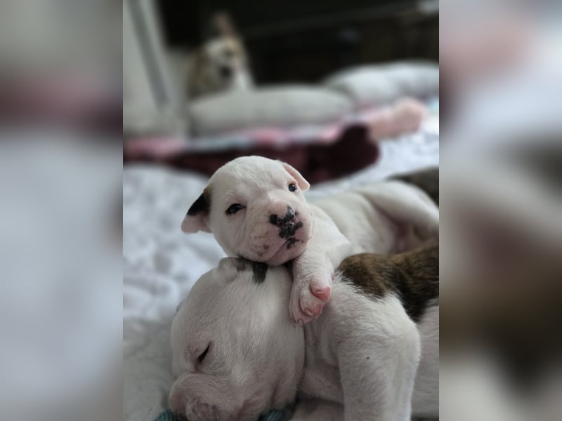 American Bulldog Welpen aus Hybrid/Standard Verpaarung ab Mitte Juni abzugeben, www.cocodin-bulls.de