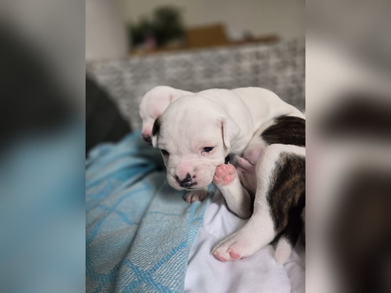 American Bulldog Welpen aus Hybrid/Standard Verpaarung ab Mitte Juni abzugeben, www.cocodin-bulls.de