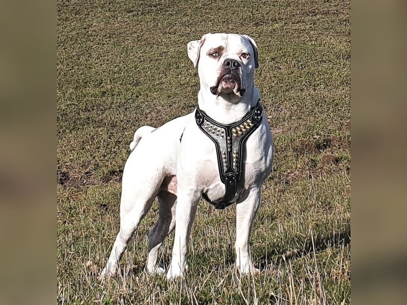 American Bulldog Welpen aus Hybrid/Standard Verpaarung ab Mitte Juni abzugeben, www.cocodin-bulls.de