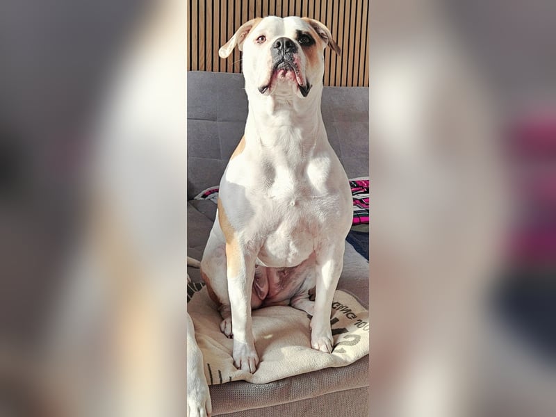 American Bulldog Welpen aus Hybrid/Standard Verpaarung ab Mitte Juni abzugeben, www.cocodin-bulls.de