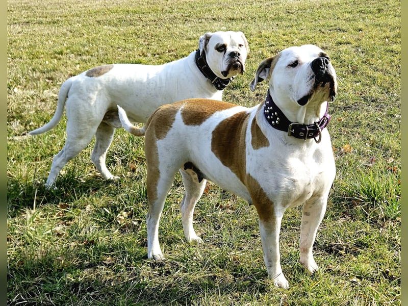 American Bulldog Welpen aus Hybrid/Standard Verpaarung ab Mitte Juni abzugeben, www.cocodin-bulls.de
