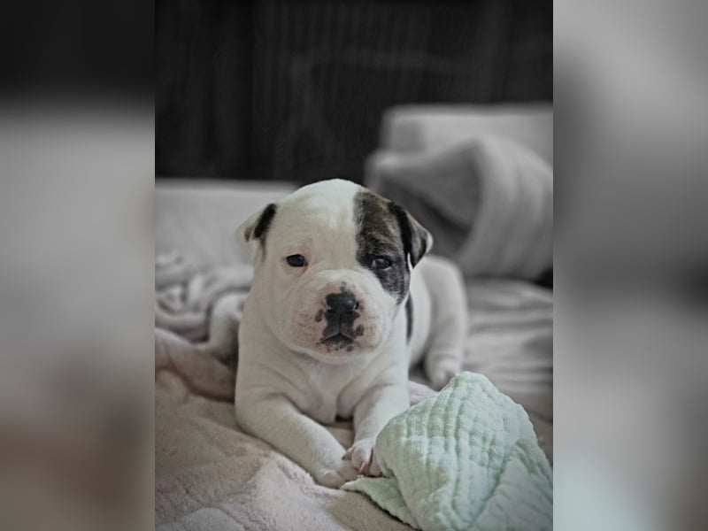 American Bulldog Welpen aus Hybrid/Standard Verpaarung ab Mitte Juni abzugeben, www.cocodin-bulls.de
