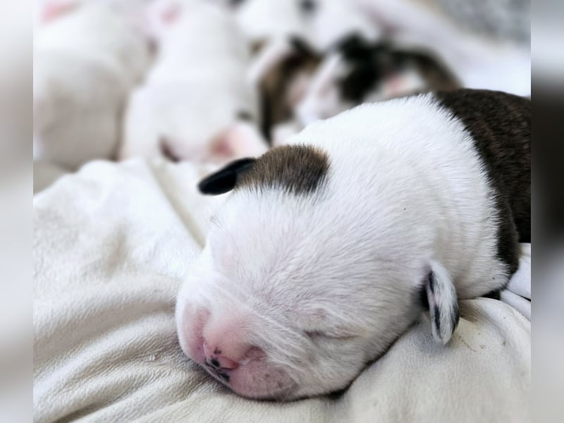 American Bulldog Welpen aus Hybrid/Standard Verpaarung ab Mitte Juni abzugeben, www.cocodin-bulls.de