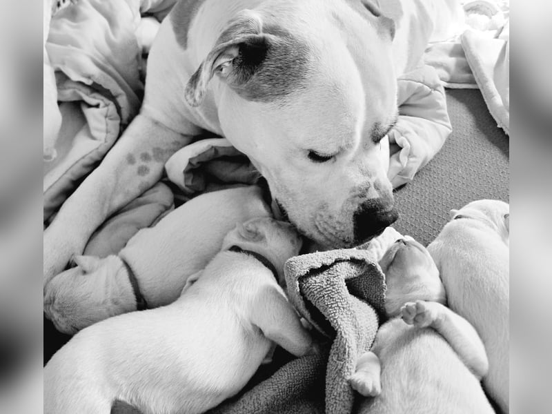 American Bulldog Welpen aus Hybrid/Standard Verpaarung ab Mitte Juni abzugeben, www.cocodin-bulls.de