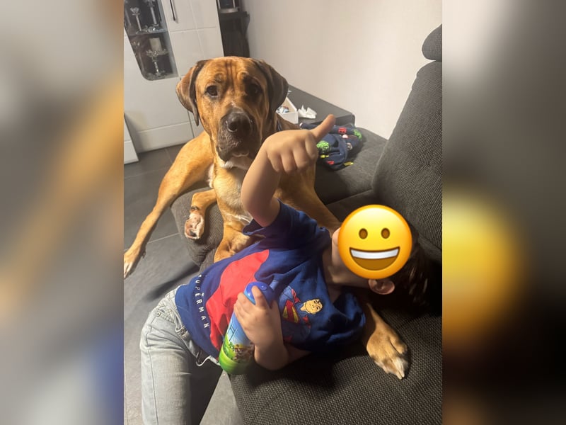 Liebevollen Mischling schweren Herzens abzugeben