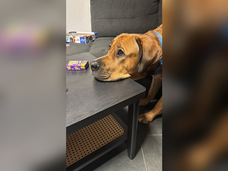 Liebevollen Buddy schweren Herzens abzugeben