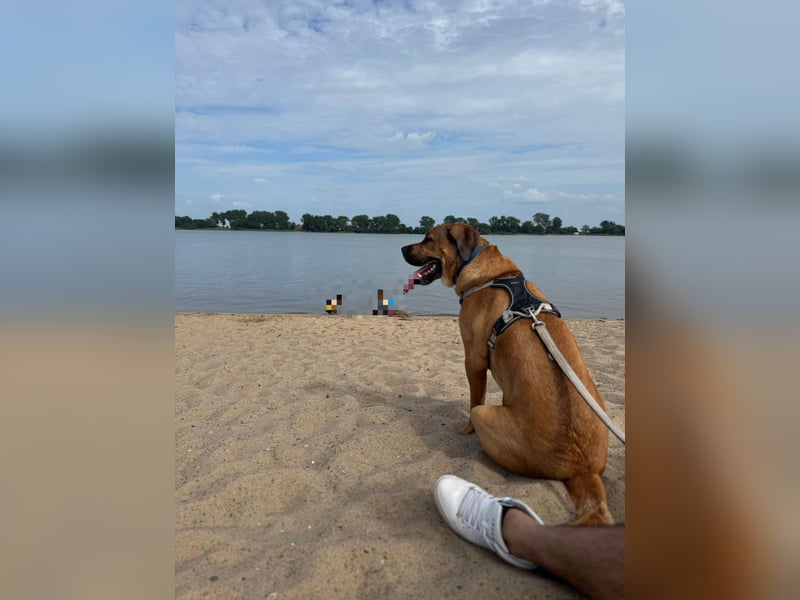 Liebevollen Buddy schweren Herzens abzugeben