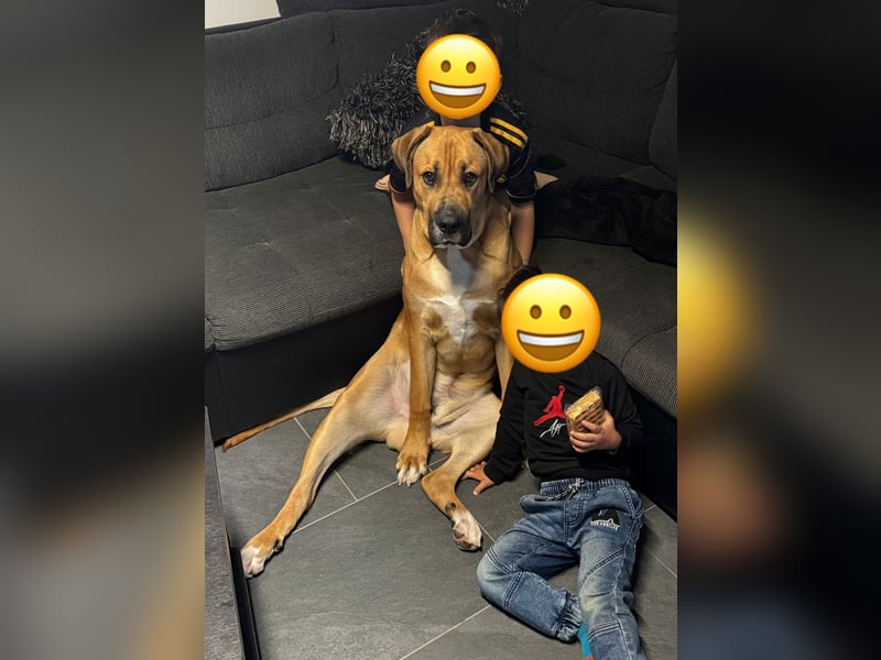 Liebevollen Buddy schweren Herzens abzugeben