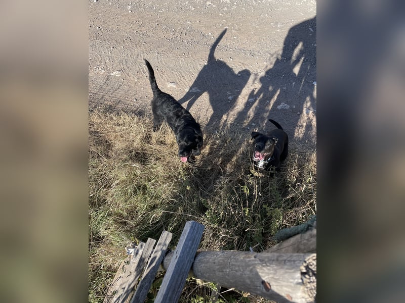 Labrador-Bulldoggen-Mischling sucht neues Zuhause