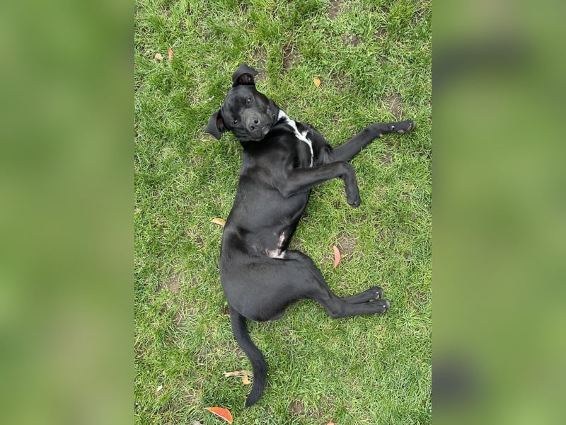 Labrador-Bulldoggen-Mischling sucht neues Zuhause