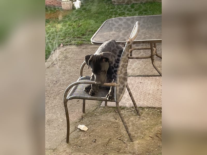 Labrador-Bulldoggen-Mischling sucht neues Zuhause