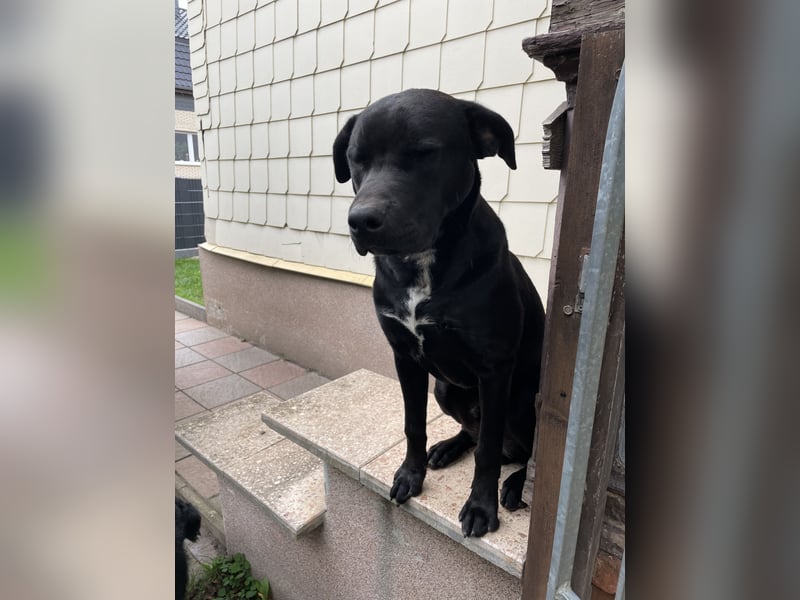Labrador-Bulldoggen-Mischling sucht neues Zuhause