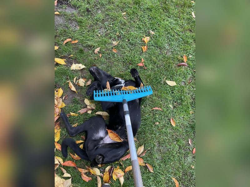 Labrador-Bulldoggen-Mischling sucht neues Zuhause