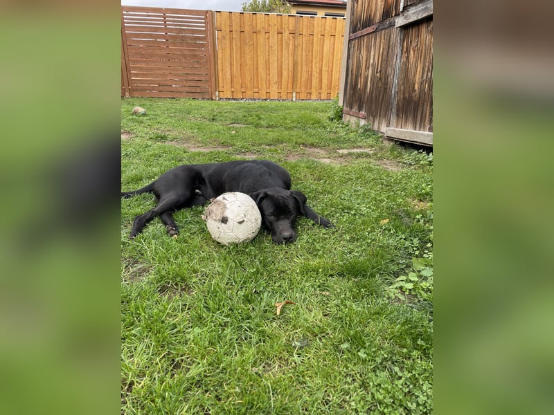 Labrador-Bulldoggen-Mischling sucht neues Zuhause