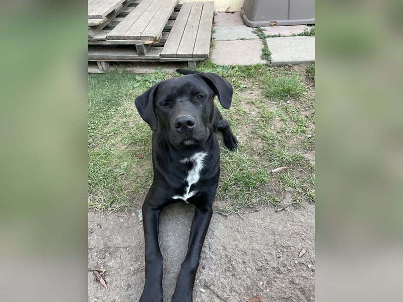 Labrador-Bulldoggen-Mischling sucht neues Zuhause