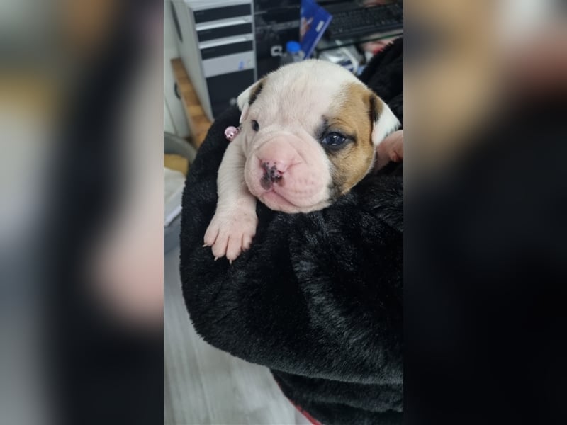 American Bulldog Welpen