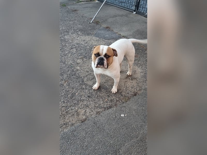 American Bulldog Welpen